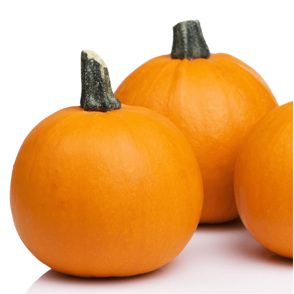 Three sugar pie pumpkins isolated on white background