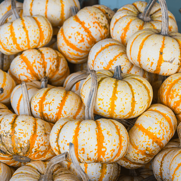 A pile of small tiger striped pumpkins at a Cape Cod farmers market.