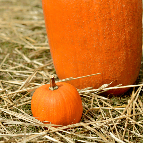 Tiny pumpkin beside large pumpkin outside